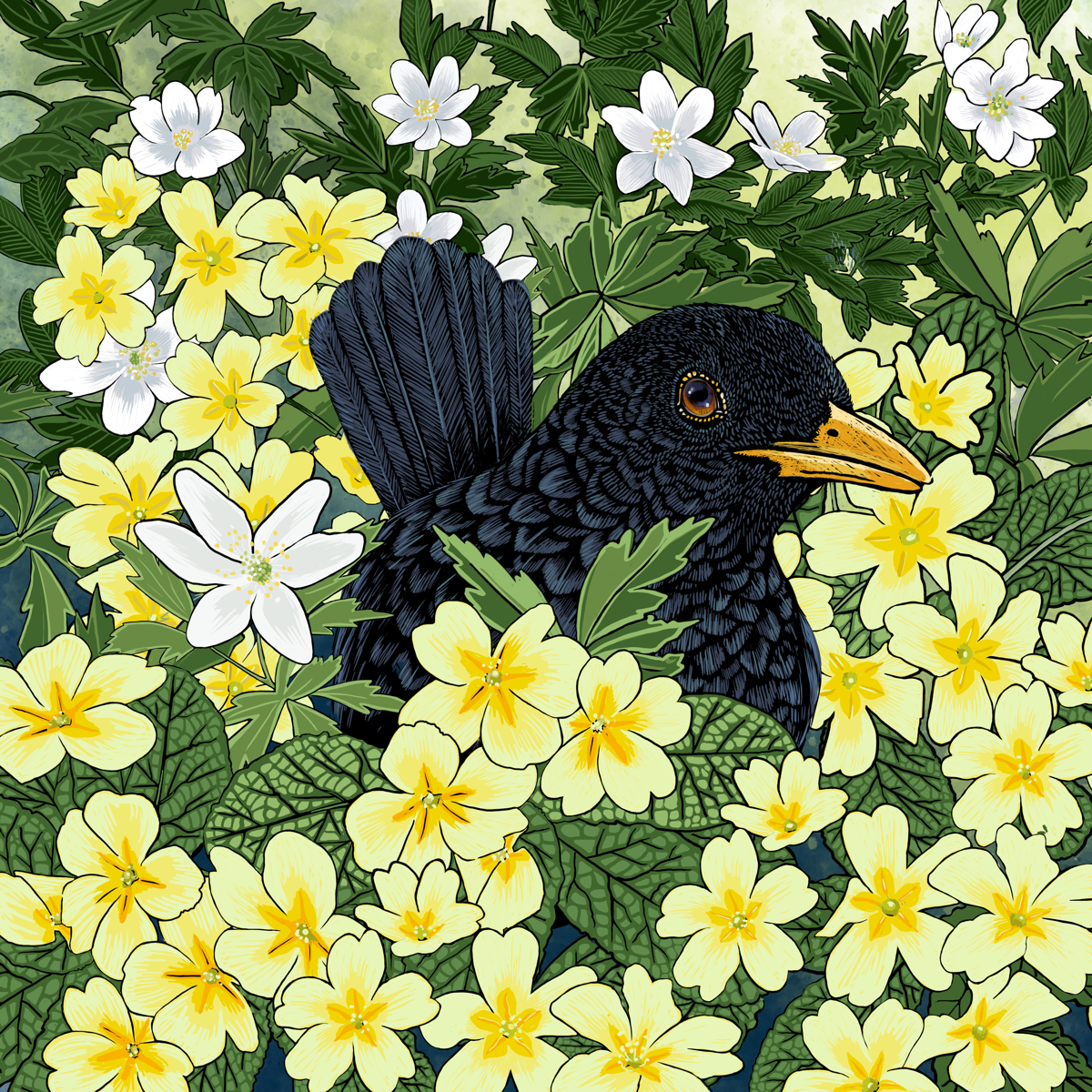 Primrose Blackbird