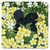 Blackbird in primroses and sorrel, coaster design by Fox and Boo