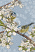 Blue tits tea towel by Fox and Boo, designer homeware and gifts. Two cute blue tits perched in hawthorn blossom with blue background.