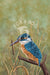 Image of kingfisher tea towel designed by  Fox and Boo