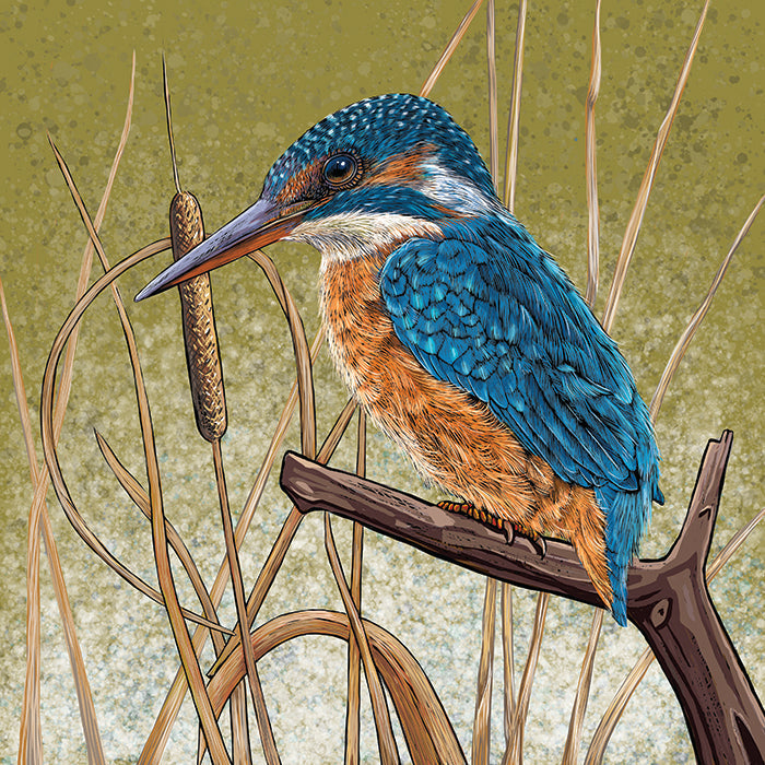 Kingfisher Greeting Card by Fox and Boo